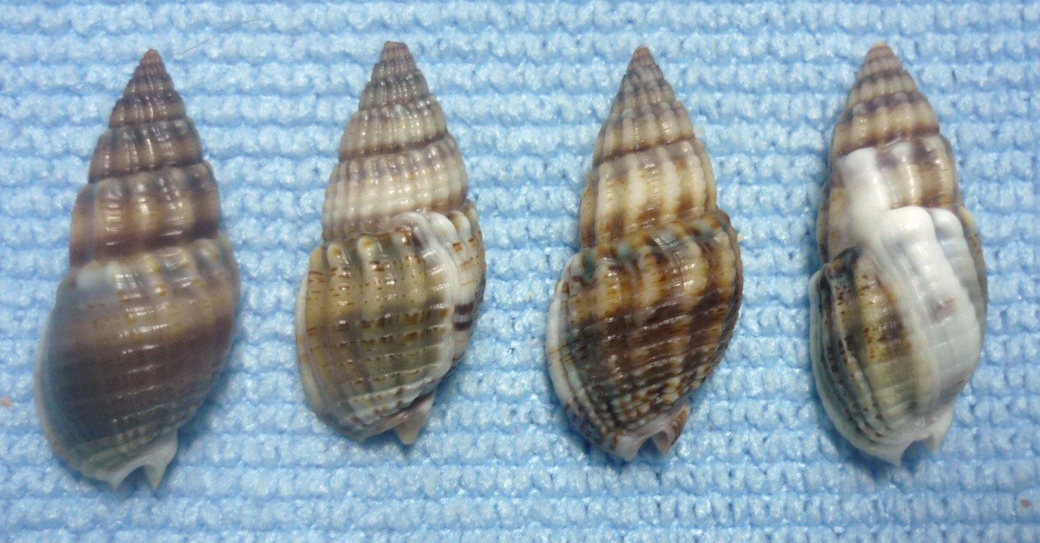 Nassarius nitidus